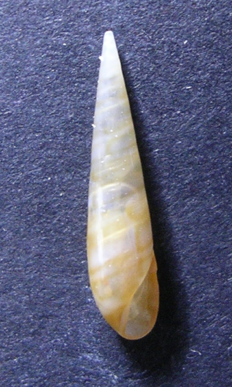 Eulima glabra